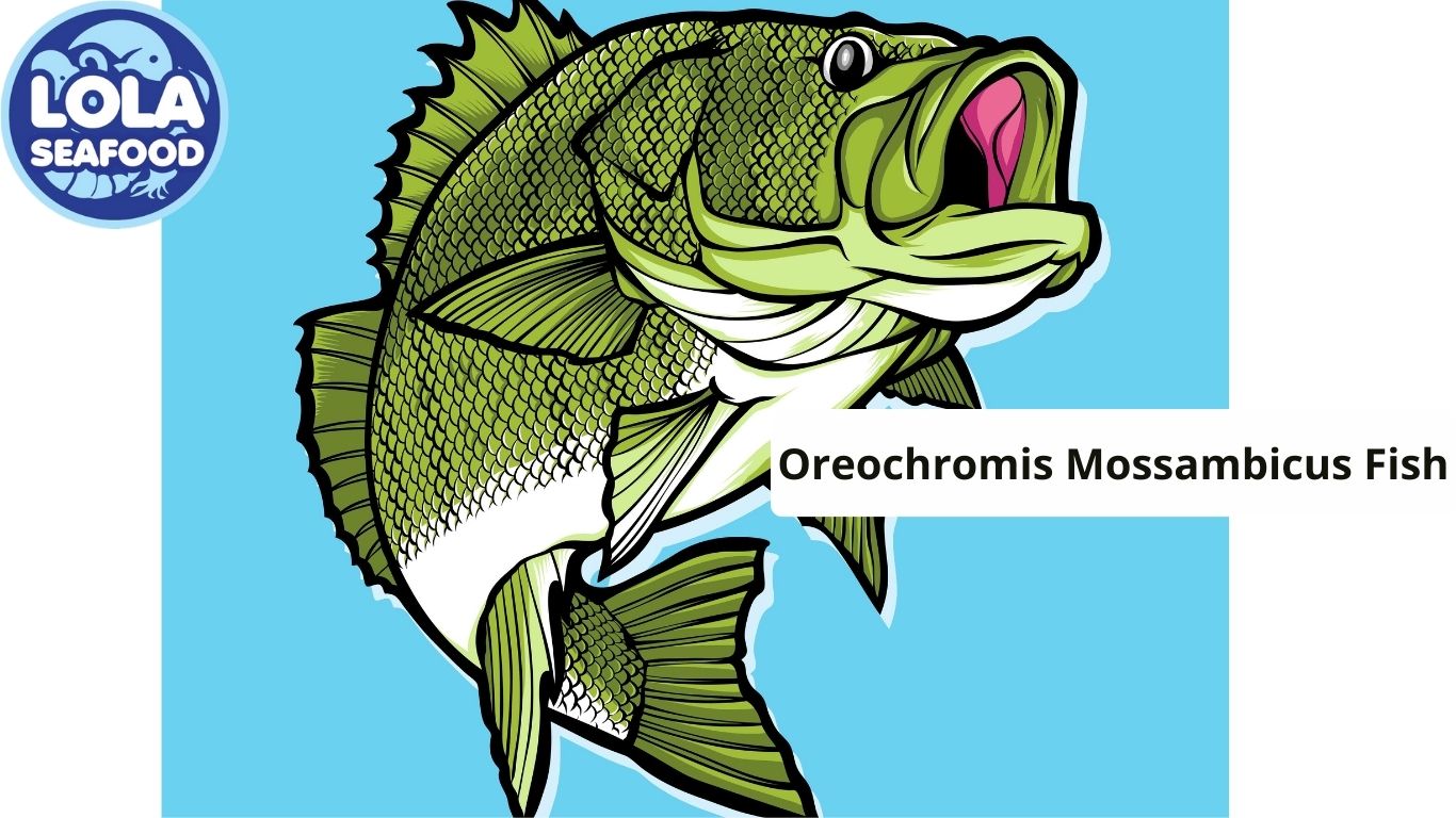 Oreochromis Mossambicus Fish